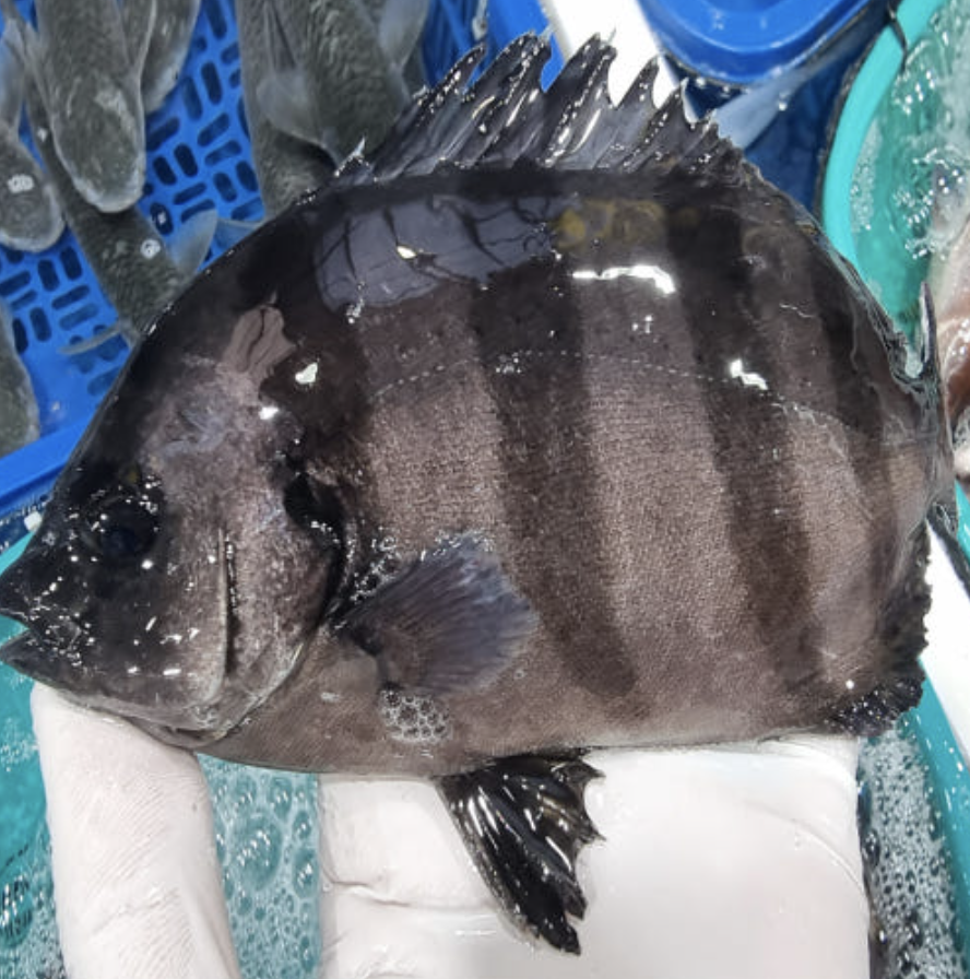 활어 줄돔회 1KG 필렛 돌돔 [원산지:국산(경상남도 거제시)]