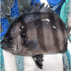 활어 줄돔회 1KG 필렛 돌돔 [원산지:국산(경상남도 거제시)]