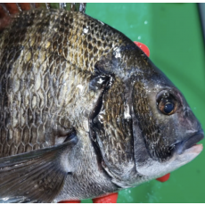 자연산 감성돔회 1KG 필렛 [원산지:국산(경상남도 거제시)]