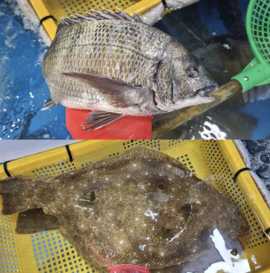 자연산 감성돔 원물1kg + 대광어 순살 250g 필렛 공동구매 특가 [원산지:국산(경상남도 거제시)]