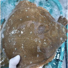 당일작업 광어회 대광어 1kg, 1개 [원산지:국산]