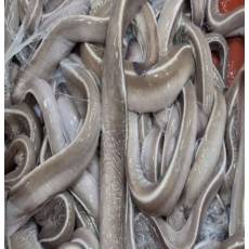 국내산 특대 꼼장어 1kg 곰장어 먹장어 [원산지:국산(경상남도 거제시)]