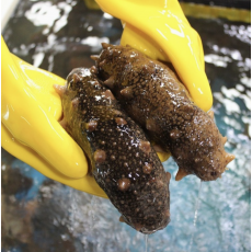 거제도 해녀가 직접 채취한 해삼 제철 자연산 해삼회 500g