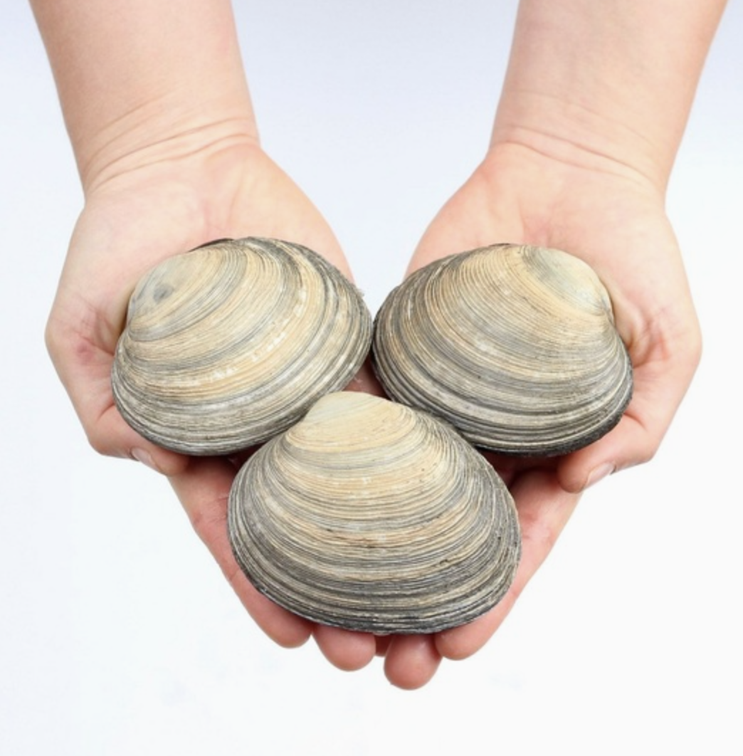 거제도 자연산 생물 대합 개조개 1kg