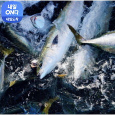 동해안 방어회 필렛 원물 3-4kg 반마리 한마리 통손질