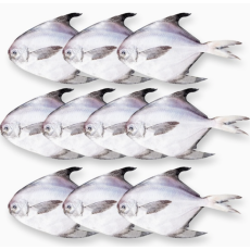 국내산 손질 병어 국산 회 찌개 조림 구이 간편 개별 포장 냉동 순살 손질 생선 병어 10미